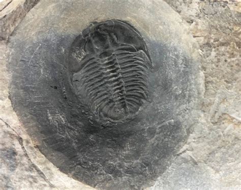 Extra Rare Bathyuriscus Wasatchensis Trilobite From Cambrian Of Utah