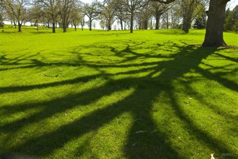 Fashion New Scenic Peaceful Greenbelt Tree Shadow Photography Backdrops