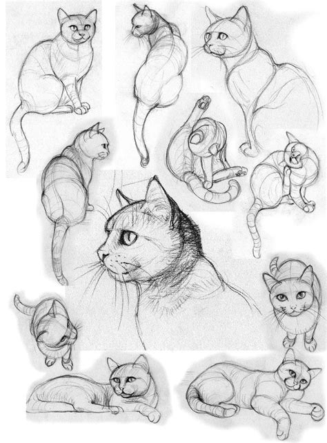 Ideas To Cat Poses Drawing Heart With Drawing
