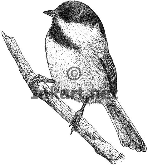 Select from 33378 printable crafts of cartoons, nature, animals, bible and many more. black capped chickadee coloring page - Google Search ...