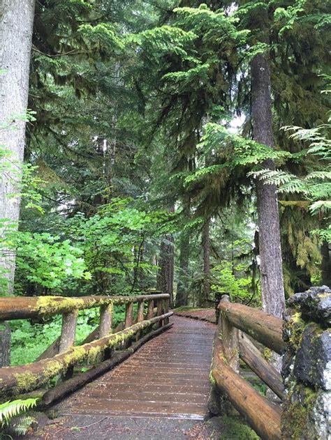 Mckenzie River National Recreation Trail Eugene All You Need To Know Before You Go