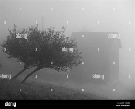 Misty Plantation Black And White Stock Photos And Images Alamy
