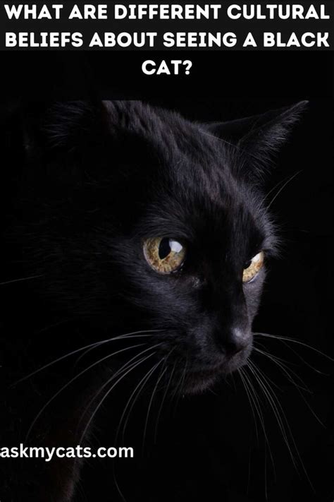What Does It Mean When You See A Black Cat Myths And Facts