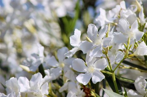 Beauty Lies In Poison White Oleander Pinterest White