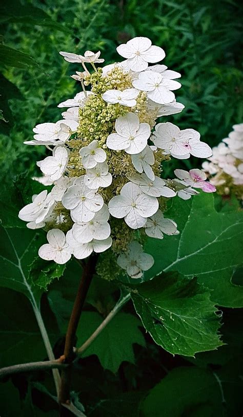 Plant Of The Week Alice Oakleaf Hydrangea Grimms Gardens