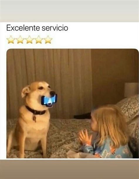 Pin En Memes Perros