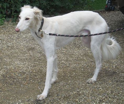 Lurcher Jaime Saluki Dogs Dog Mixes Crossbreed Lurcher Foster