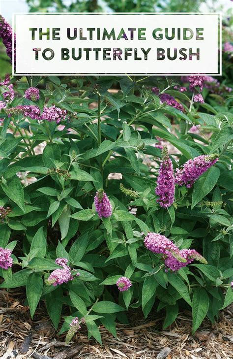 How To Grow Butterfly Bushes Butterfly Bush Pollinator Garden