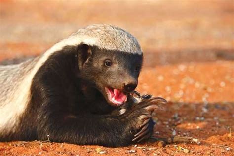 Honey Badgers Adorable But Fierce Little Mammals ⋆ Interest News