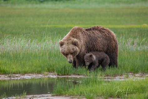 Brown Bear And Cub Photo 144 Alaska Lake Clark Photos By Jess Lee
