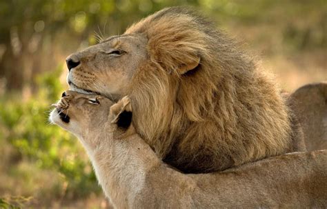 Lions In Love Photo One Big Photo