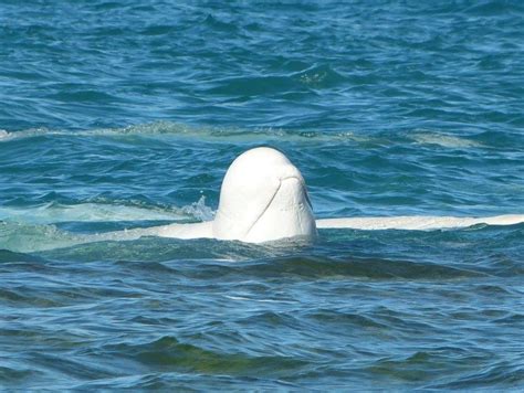 Canadasomerset Island Beluga Whales In Cunningham Inlet