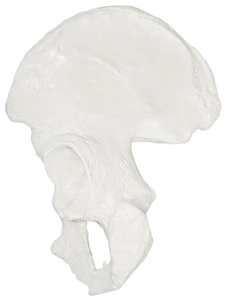 Buy Axis Scientific Hip Bone Model Left Cast From A Real Human