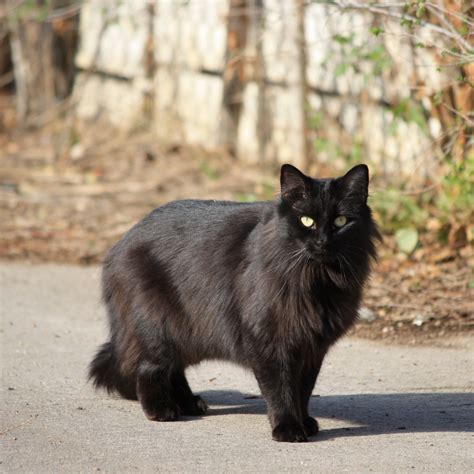 Black Longhaired Cat Cats Pinterest Genética De Animales Y