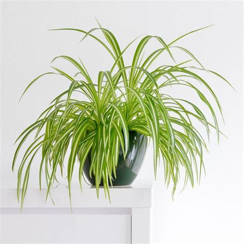 The Nine Best Indoor Plants For Bright Leafy Interiors Plantas De
