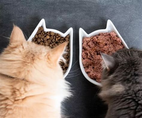 9 Best Hypoallergenic Cat Food Brands This Year 2024 I Love Veterinary