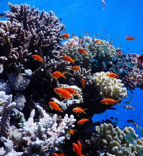 Israel Arab Neighbors Join To Protect Red Sea Coral Reefs Israel21c