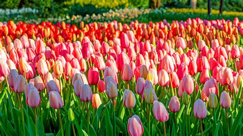 Tulips Plantation Wallpapers Wallpaper Cave
