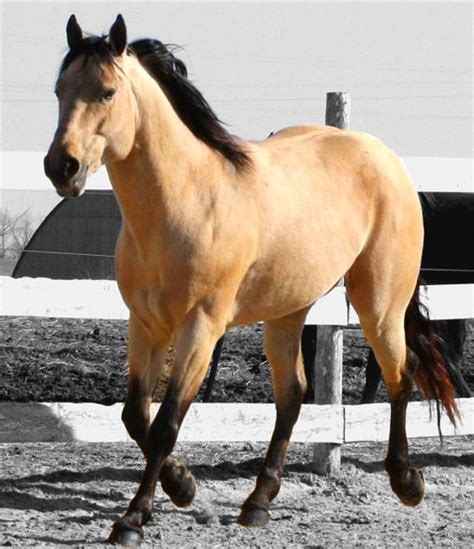 Buckskin Dun Horse Buckskin Quarter Horse Stallion Dun Appaloosa