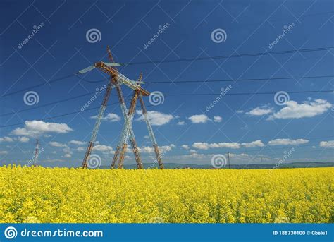 Canola Field With High Voltage Power Lines At Sun Canola Biofuel