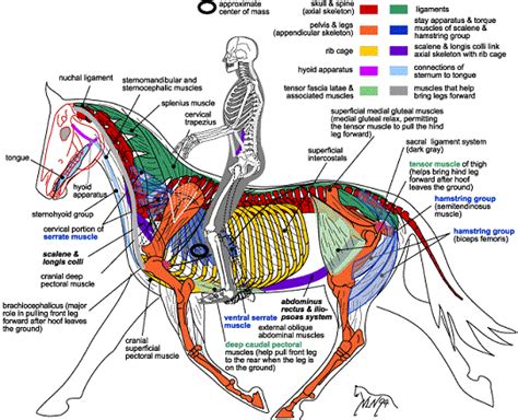 Horse Anatomy Diagrams 3 Horse Anatomy Horse Care Horse Facts