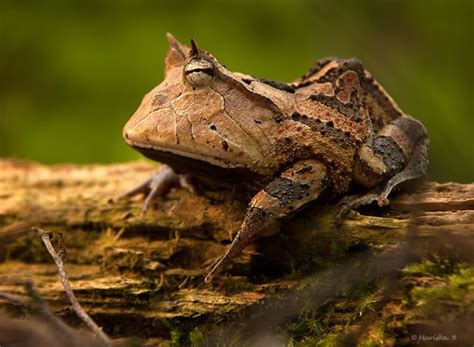 7 Strangest Frogs On The Planet The Edge Search