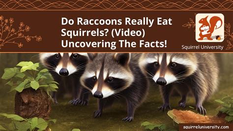 Do Raccoons Really Eat Squirrels Video Uncovering The Facts