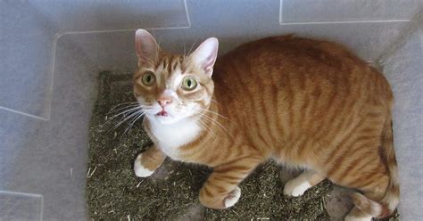 Each cat can respond differently. What Does Catnip Do To Cats? - Cole & Marmalade