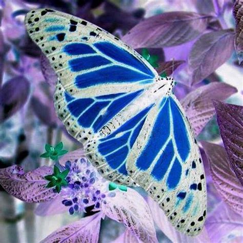 A Blue And White Butterfly Sitting On Purple Flowers
