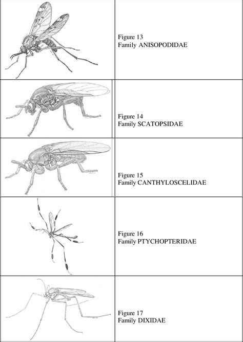 Diptera Families