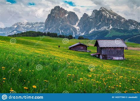 Spring Landscape With Green Fields And Yellow Dandelions Dolomites