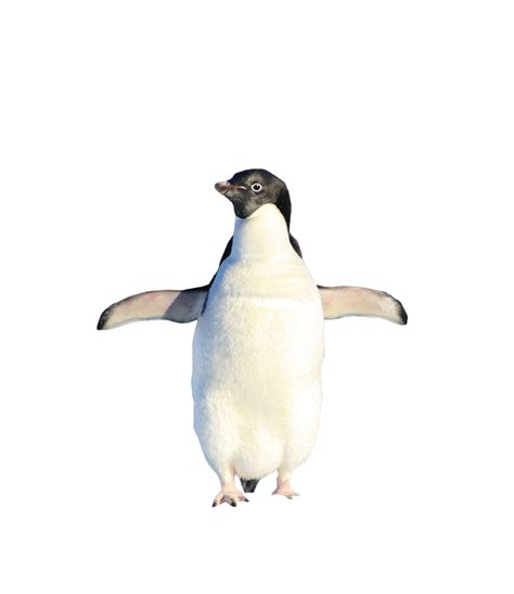 A Penguin Is Standing On Its Hind Legs