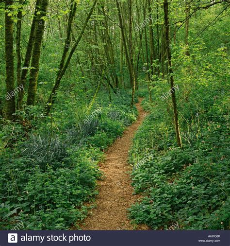 Narrow Winding Path Through Woods Stock Photo Royalty