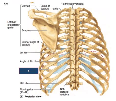 The rib cage is the arrangement of ribs attached to the vertebral column and sternum in the thorax of most vertebrates, that encloses and protects the vital organs such as the heart, lungs and great vessels. Posterior Rib Anatomy - Anatomy Diagram Book