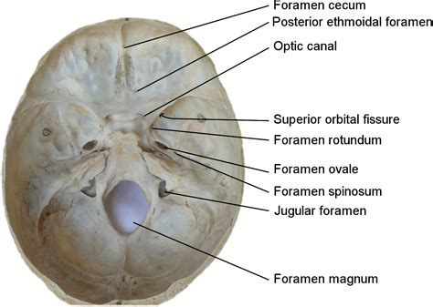 Foramina Of The Skull