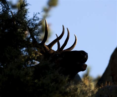 Ken Papaleo X Marks The Shot Rocky Mountain National Park Elk Rut