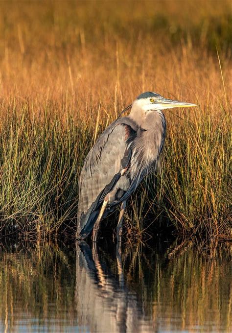 Great Blue Heron Standing Tall Stock Photo Image Of Ponds Spear