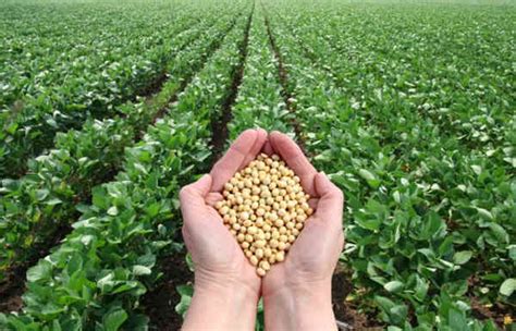 The Chain China Imports More Brazilian Soy Amid Us Trade War