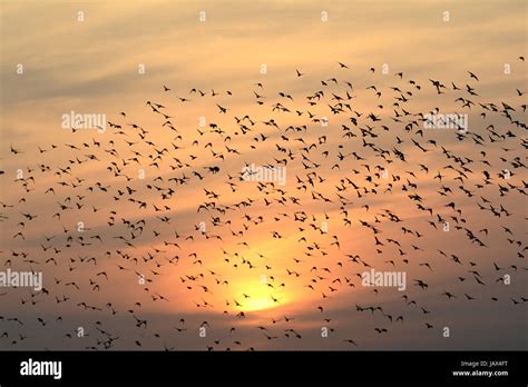 Flocking Behavior In Birds In Evening Stock Photo Alamy