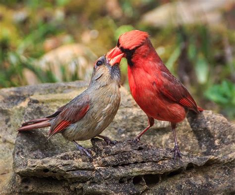 French Kiss A Local Cardinal Couple Sharing A Moment Cardinal