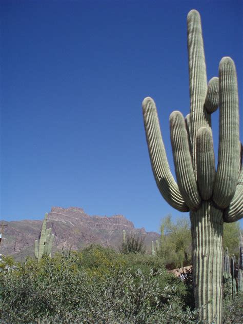 Superstition Mountains Cactus Apache Junction Arizona Flickr