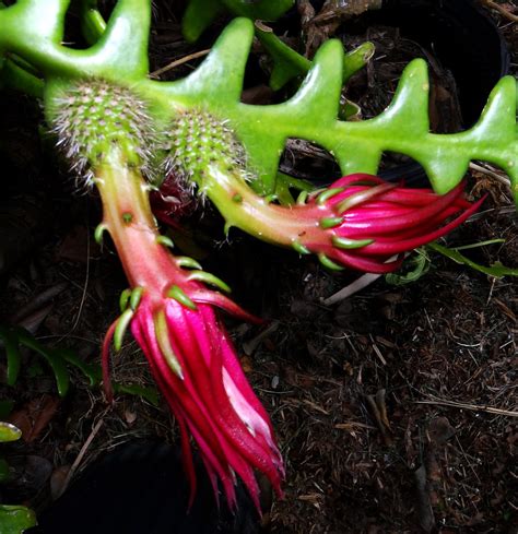 Ric rac cactus, cryptocereus anthonyanus just when i thought i knew all the ridiculously fabulous and easy gardening 101: Cactus: RIC RAC #4 ...