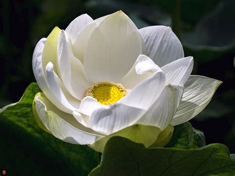 Zen Lotus Wallpapers Top Free Zen Lotus Backgrounds Wallpaperaccess