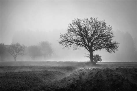 Tree Early Morning Mist Free Stock Photo Public Domain Pictures