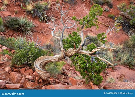 Gnarled Juniper Tree Against Red Rock In Sedona Arizona Usa Stock