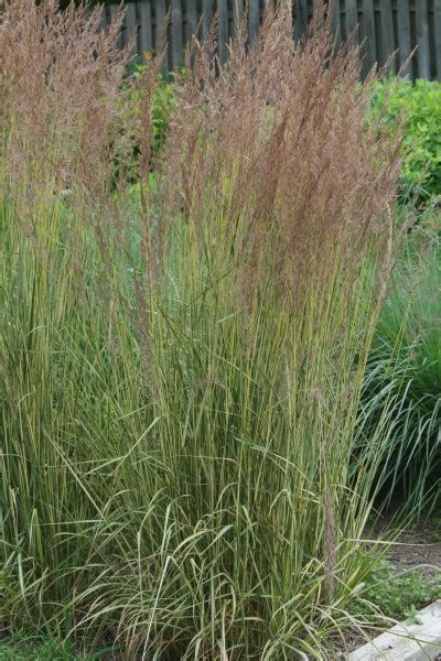 Eldorado Feather Reed Grass