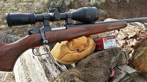 17 Hornady Hornet Ntx Lead Free Ammo Review With Bobcat Hunt