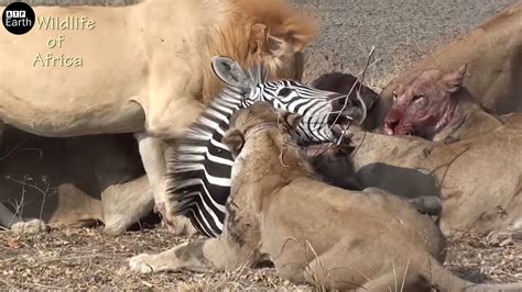 Young Lion Take Down Zebra And Eat Alive Animal Fighting Atp Earth