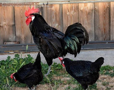 Gallina Negra Castellana 83290 Biodiversidad Virtual Etnografía