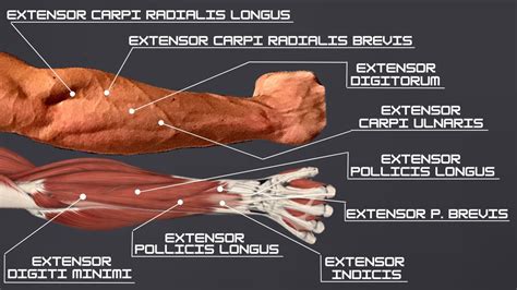 How To Build Every Forearm Extensor In One Exercise Workout And Anatomy